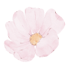 fleurs naturopathie